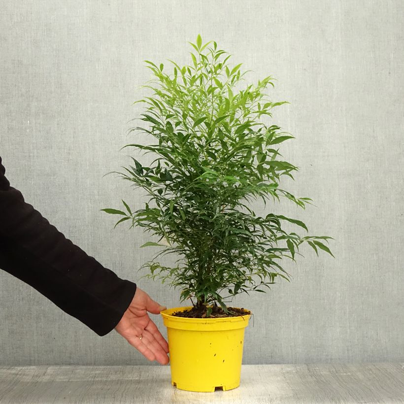 Amostra de Nandina domestica Brightlight Vaso de 3 L/4 L tal como entregue no outono