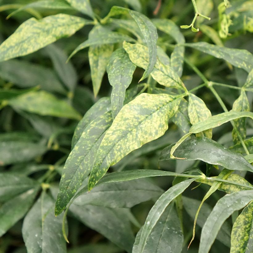 Nandina domestica Brightlight (Folhagem)