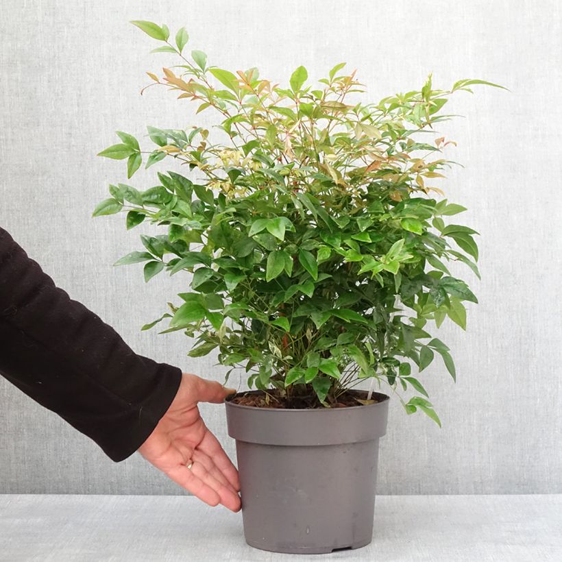 Amostra de Bambou sacré - Nandina domestica Magical Sunrise Pot de 3L/4L tal como entregue no inverno