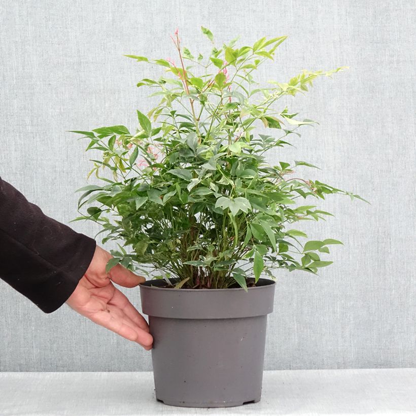 Amostra de Nandina domestica Magical Sunrise Vaso de 3 L/4 L tal como entregue na primavera