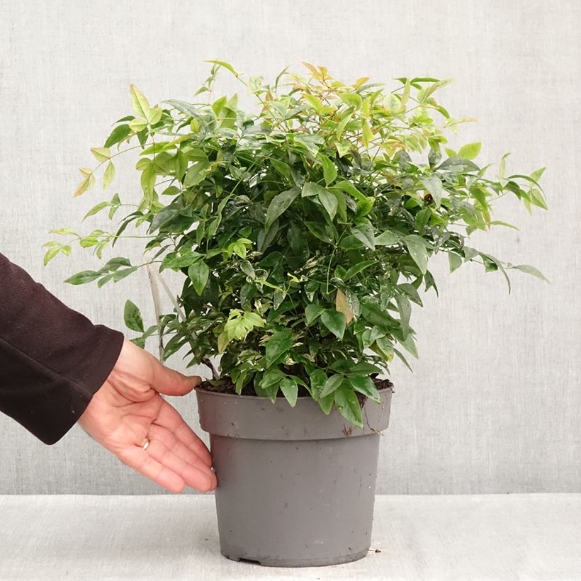 Amostra de Nandina domestica Magical Sunrise Vaso de 3 L/4 L tal como entregue no outono