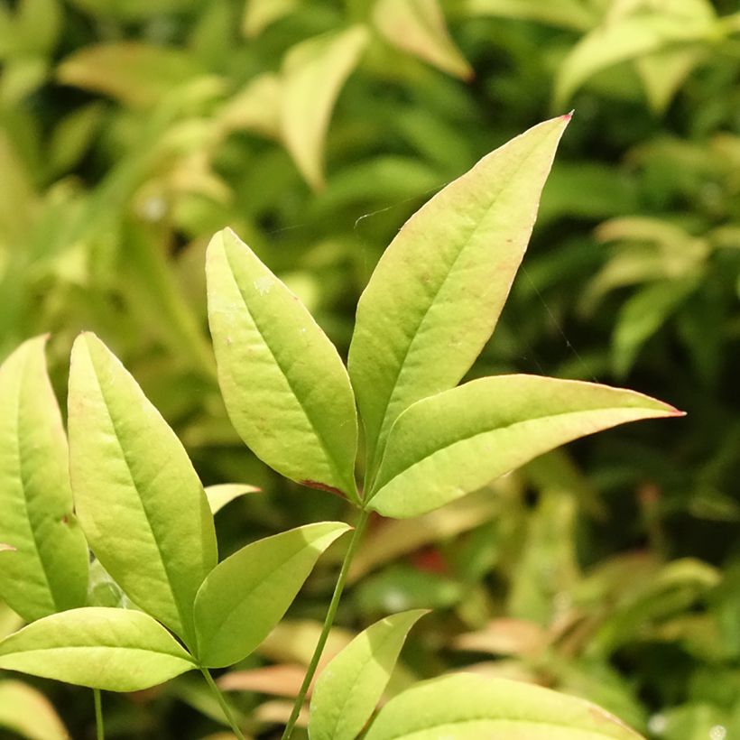 Nandina domestica Moon Bay - Bambu-sagrado (Folhagem)