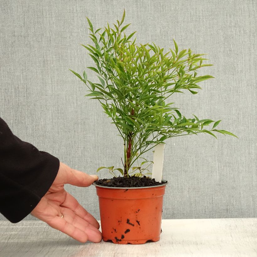 Amostra de Nandina domestica Moon Bay - Bambu-sagrado Vaso de 8/9 cm tal como entregue no outono
