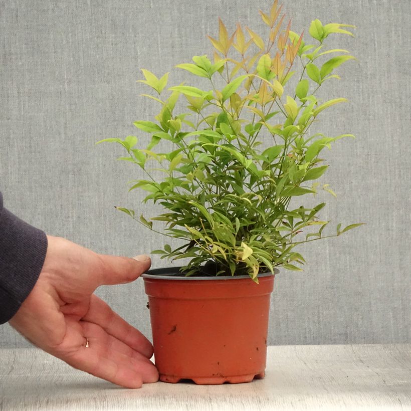 Amostra de Nandina domestica Moon Bay - Bambu-sagrado Vaso de 8/9 cm tal como entregue no verão