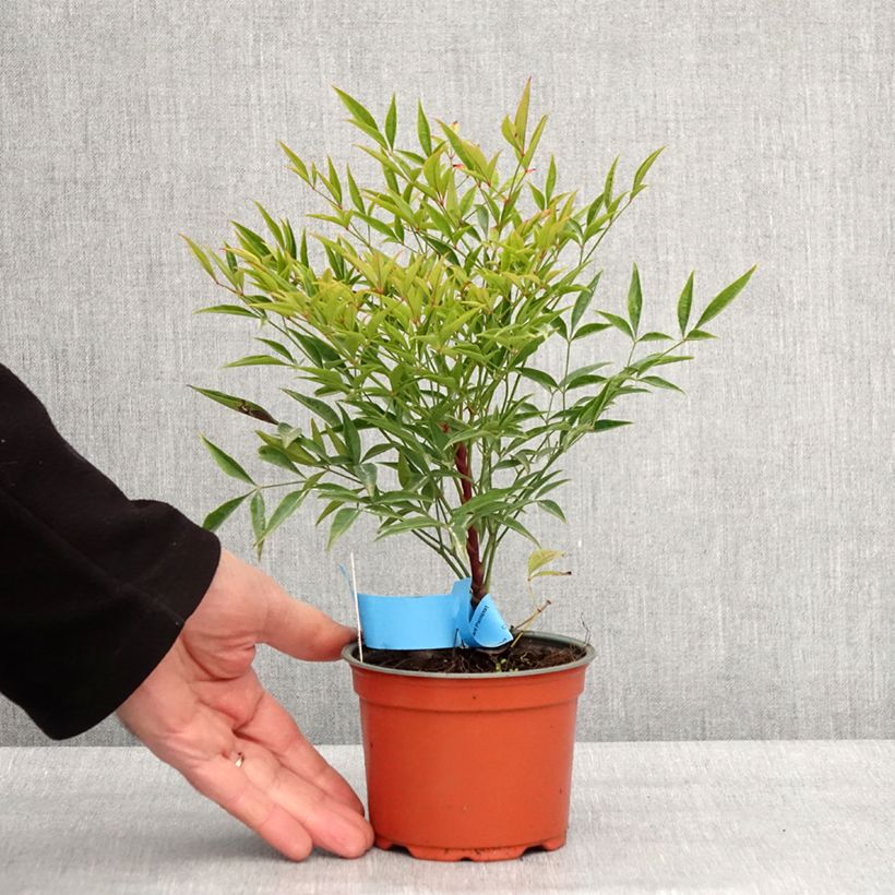 Amostra de Nandina domestica Moon Bay Vaso de 8/9 cm tal como entregue no inverno