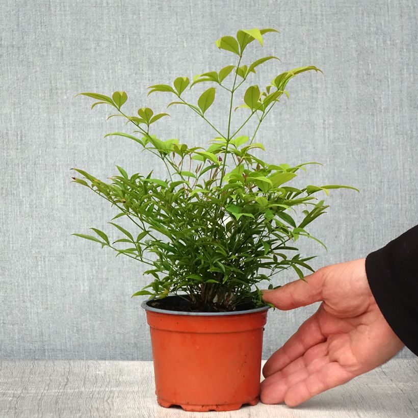 Amostra de Nandina domestica Moon Bay - Bambu-sagrado Vaso de 8/9 cm tal como entregue na primavera