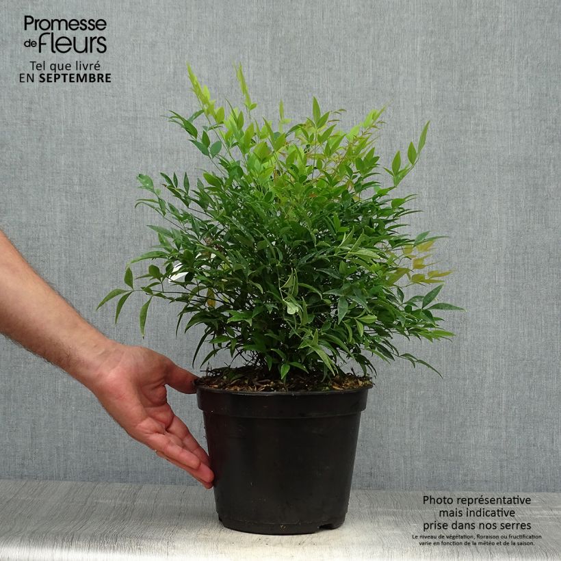 Amostra de Bambou sacré - Nandina domestica Moon Bay Pot de 3L/4L tal como entregue no outono