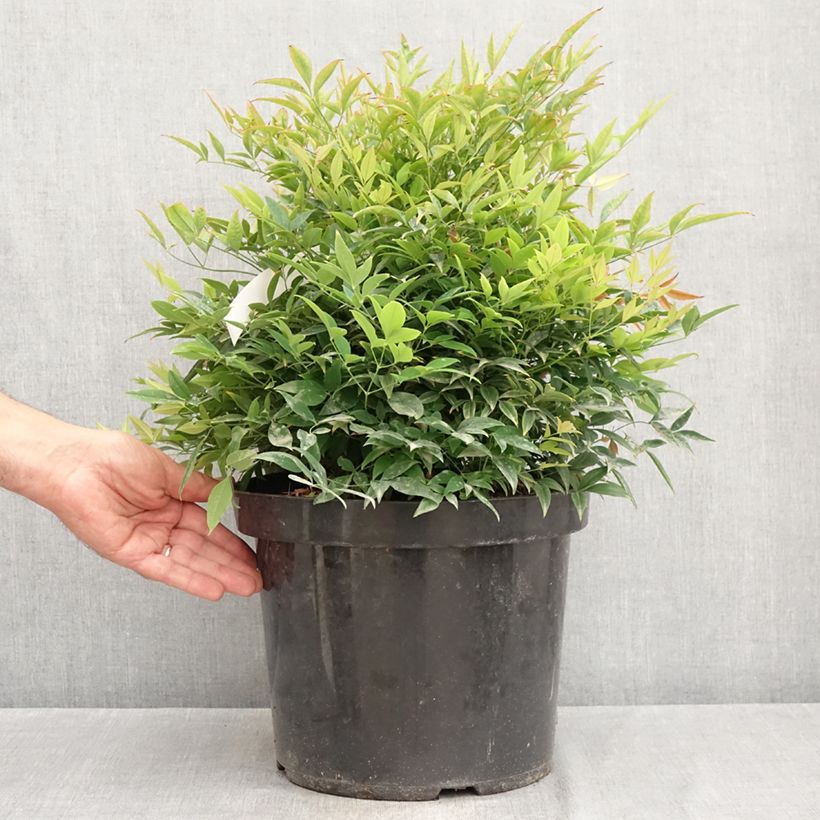 Amostra de Nandina domestica Moon Bay - Bambu-sagrado Vaso de 3 L/4 L tal como entregue no verão