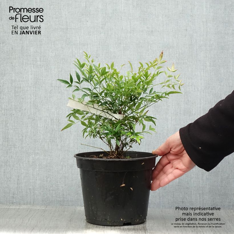 Amostra de Nandina domestica Moon Bay Vaso de 3 L/4 L tal como entregue no inverno