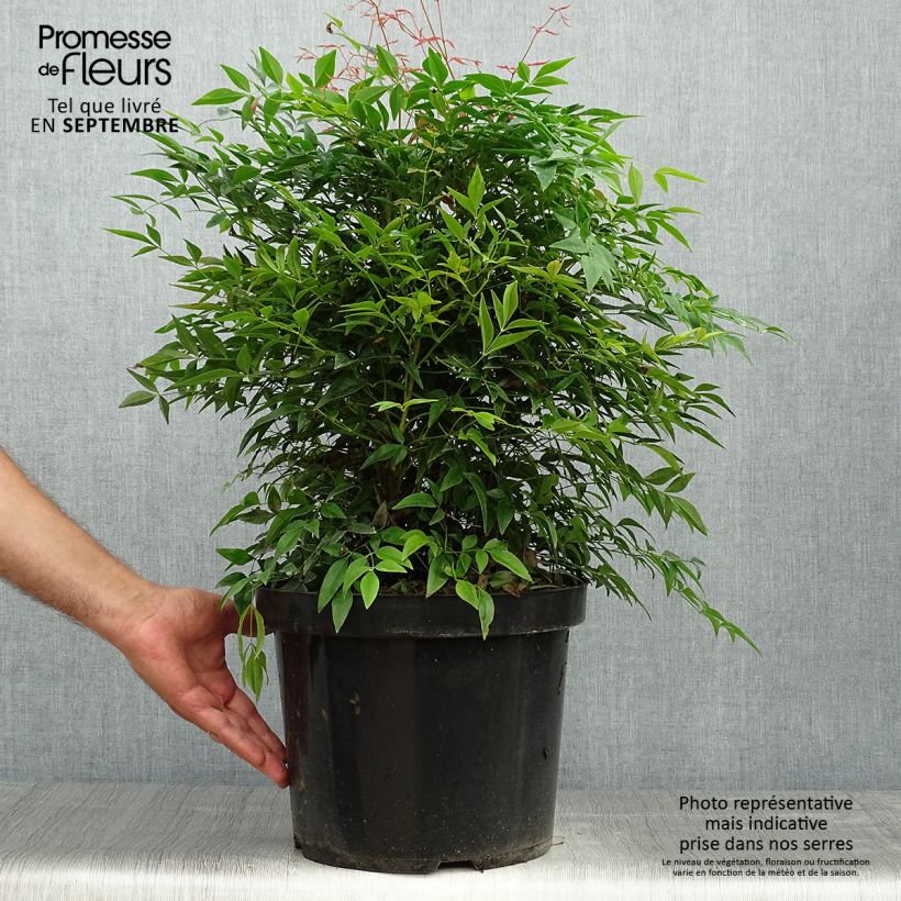 Amostra de Nandina domestica Sienna Sunrise Vaso de 7,5 L/10 L tal como entregue no outono