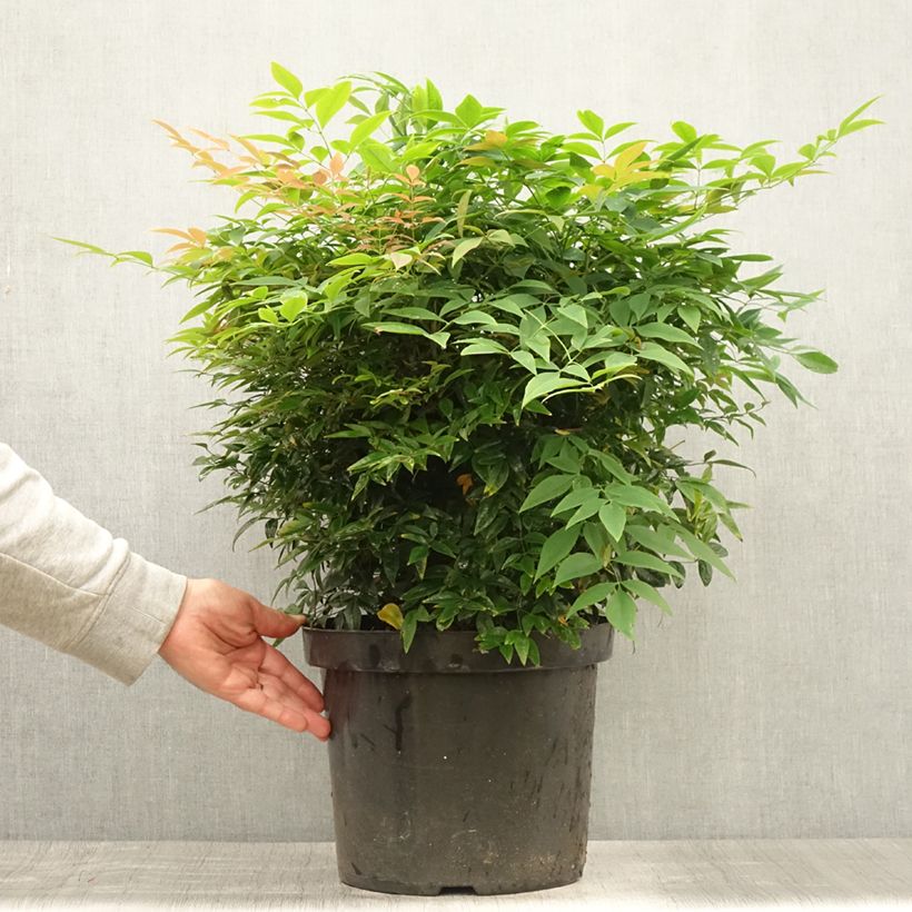 Amostra de Nandina domestica Sienna Sunrise Vaso de 7,5 L/10 L tal como entregue no verão