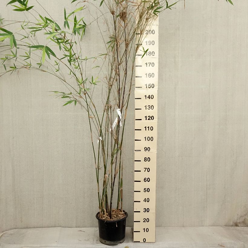 Amostra de Bambusa glaucescens Multiplex Vaso de 12 L/15 L tal como entregue no outono