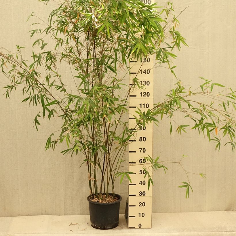 Amostra de Bambusa glaucescens Multiplex Vaso de 12 L/15 L tal como entregue no verão