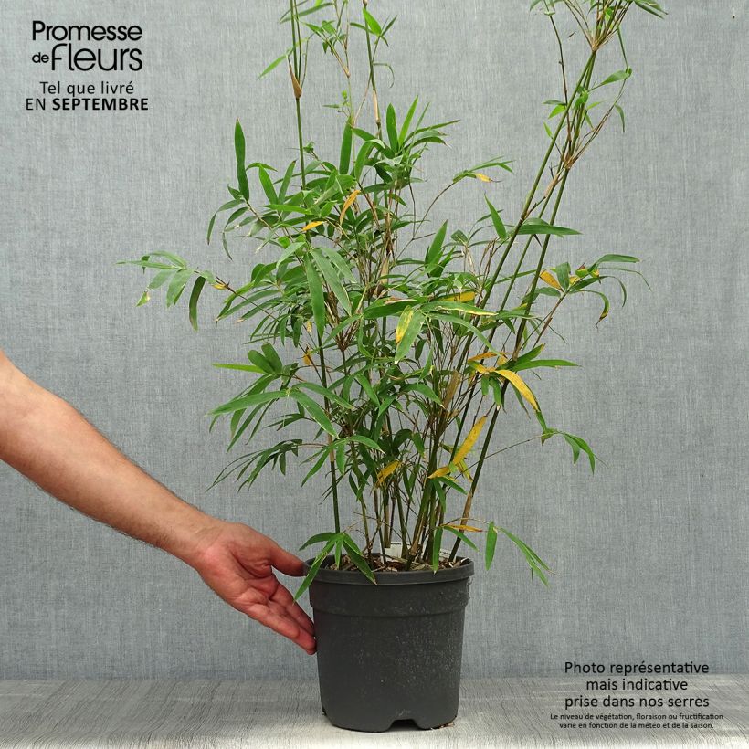 Amostra de Bambusa glaucescens Multiplex Vaso de 4 L/5 L tal como entregue no outono