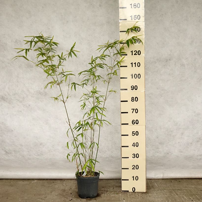 Amostra de Bambusa glaucescens Multiplex Vaso de 4 L/5 L tal como entregue na primavera