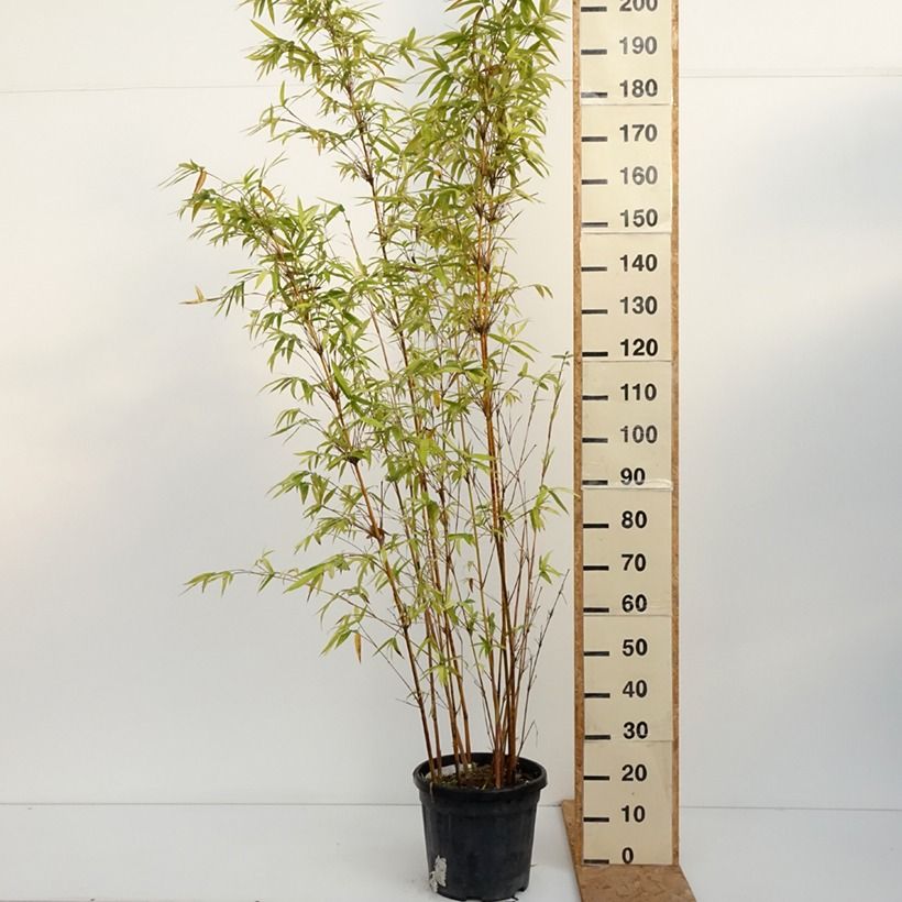 Amostra de Bambusa multiplex Alphonse Karr Vaso de 12 L/15 L tal como entregue no outono