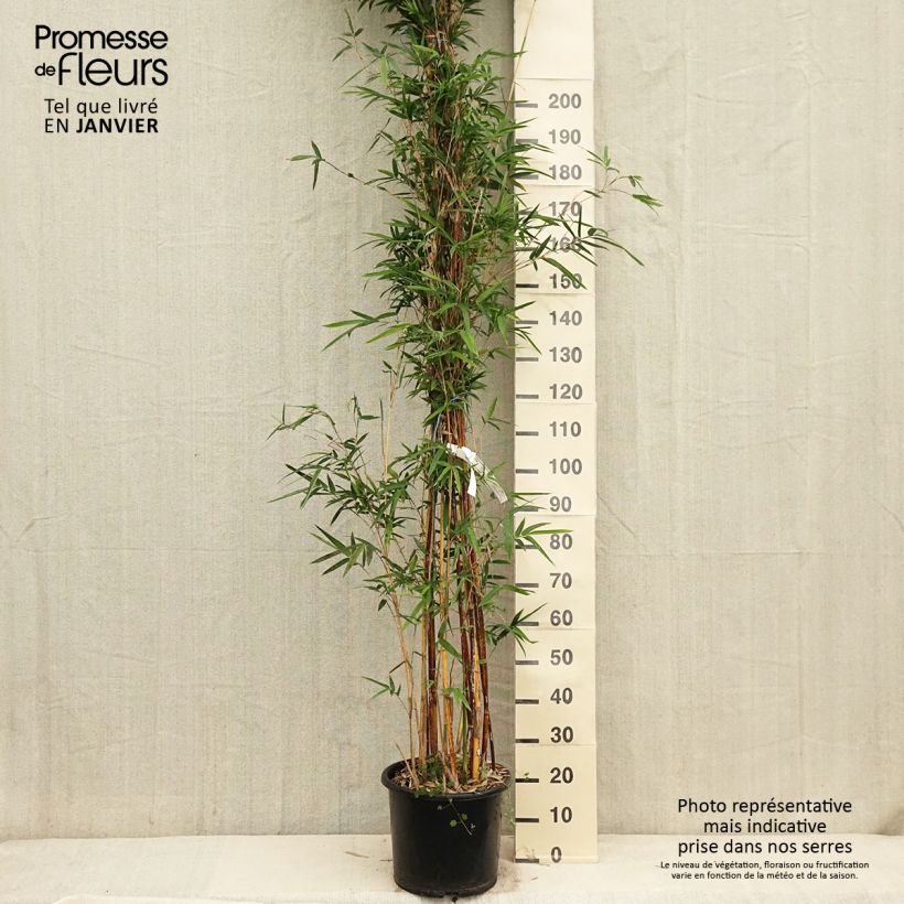 Amostra de Bambusa multiplex Alphonse Karr Vaso de 12 L/15 L tal como entregue no inverno