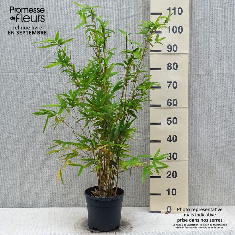 Amostra de Bambusa multiplex Alphonse Karr Vaso de 4 L/5 L tal como entregue no outono