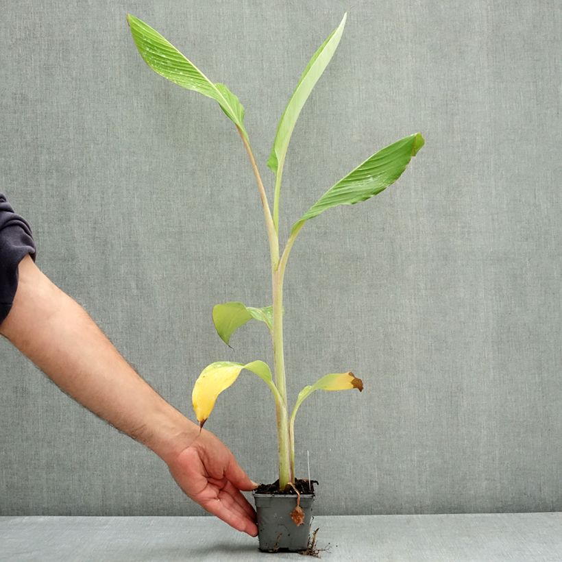 Amostra de Bananeira Ice Cream - Musa acuminata × balbisiana Vaso de 8/9 cm tal como entregue no verão