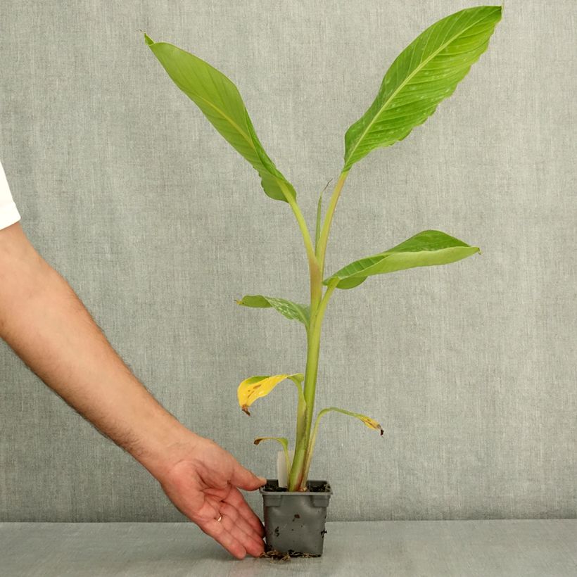 Amostra de Musa sikkimensis Himalayensis Speciosa - Bananeira-do-Sikkim Vaso de 8/9 cm tal como entregue no verão