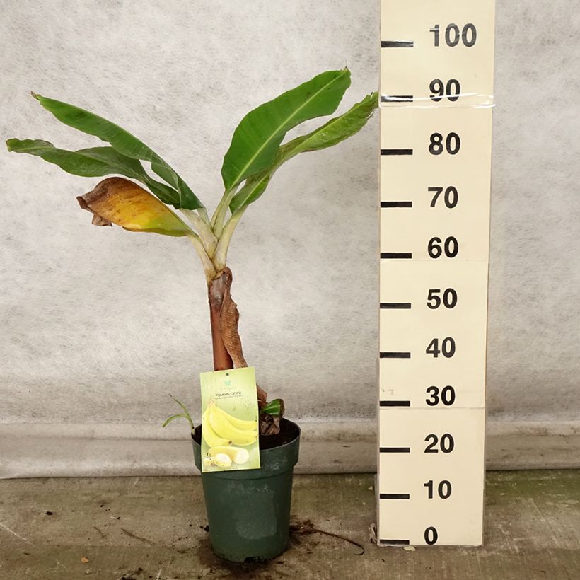 Amostra de Musa acuminata Dwarf Cavendish Vaso de 6 L/7 L tal como entregue no outono