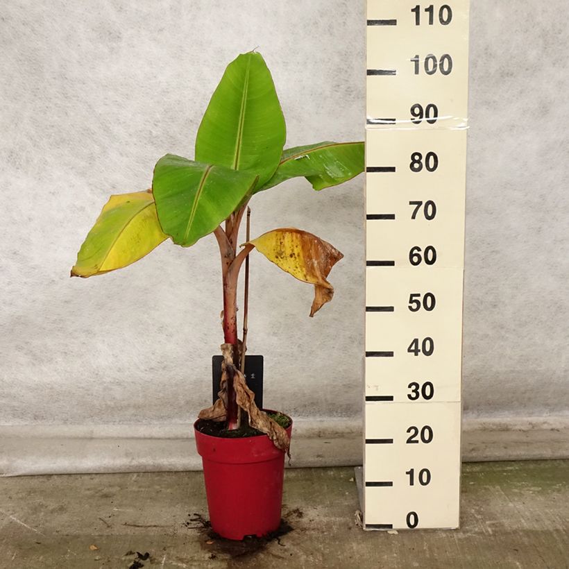 Amostra de Bananeira-vermelha Red Dacca - Musa acuminata Vaso de 6 L/7 L tal como entregue no outono