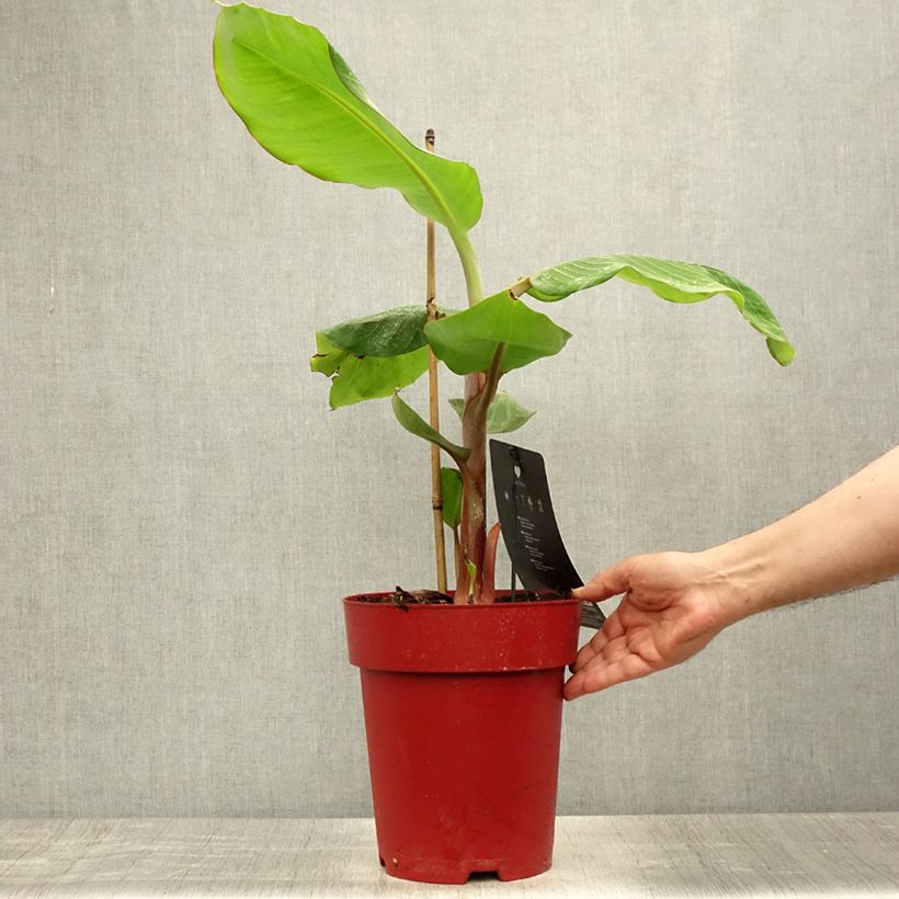 Amostra de Bananeira-vermelha Red Dacca - Musa acuminata Vaso de 6 L/7 L tal como entregue no verão