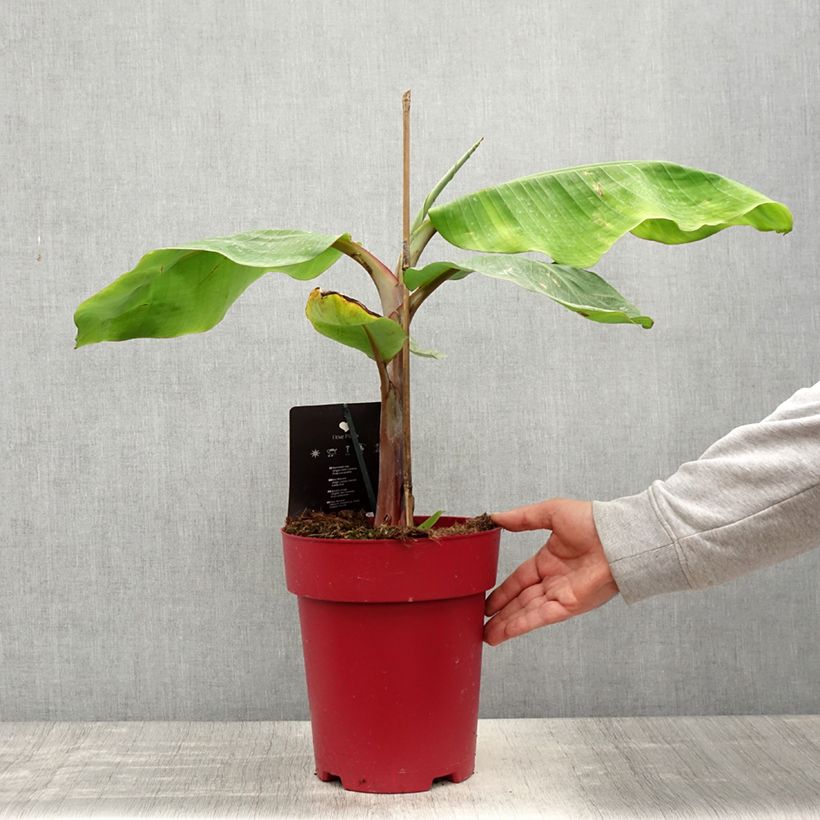 Amostra de Bananier rouge - Musa acuminata Red Dacca Pot de 6L/7L tal como entregue na primavera