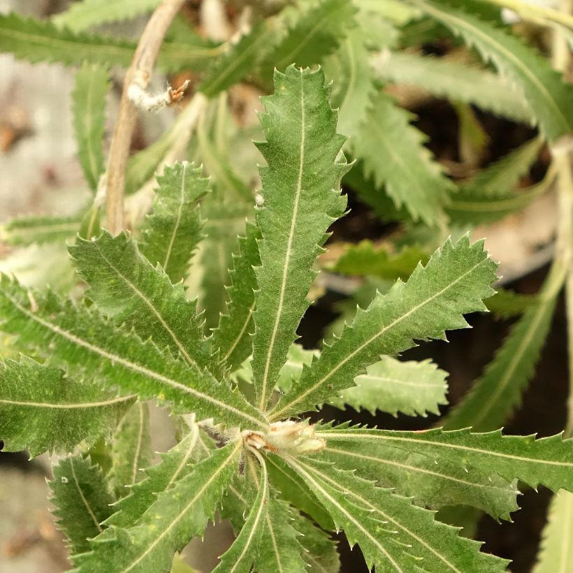 Banksia serrata (Folhagem)