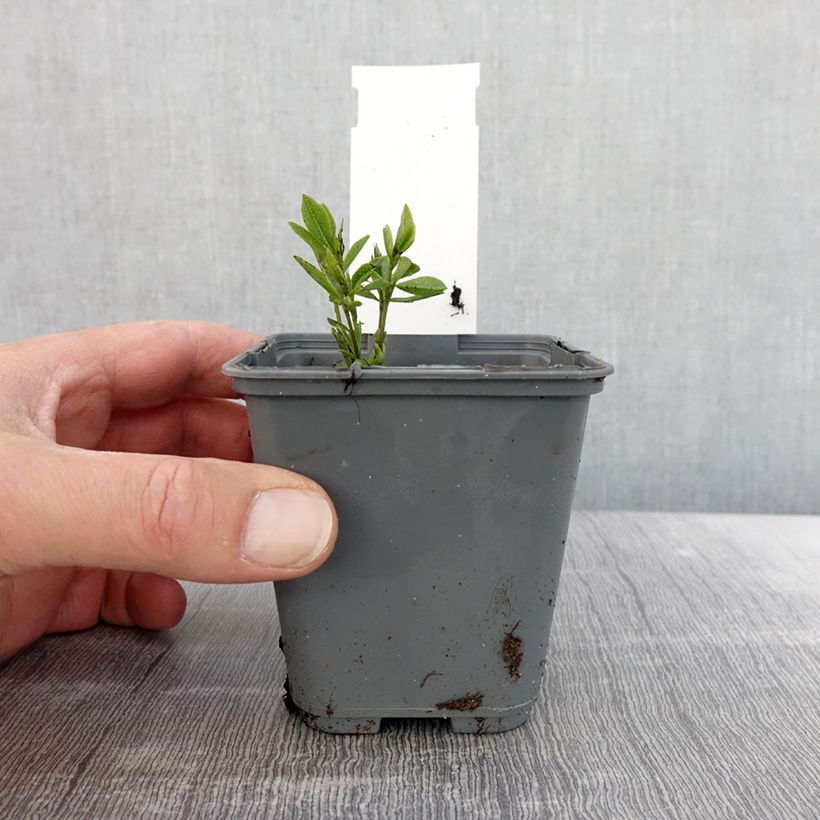 Amostra de Baptisia alba var. macrophylla Vaso de 8/9 cm tal como entregue na primavera