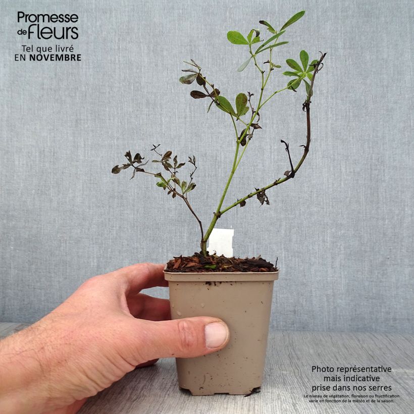Amostra de Baptisia albescens Pink Form Vaso de 8/9 cm tal como entregue no outono