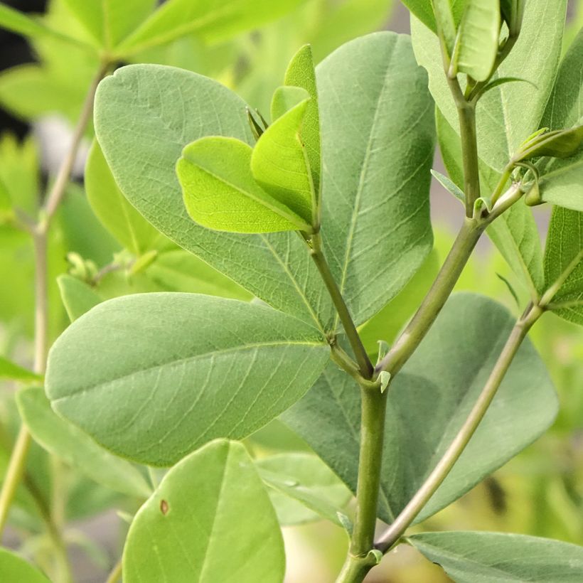 Baptisia albescens Pink Form (Folhagem)