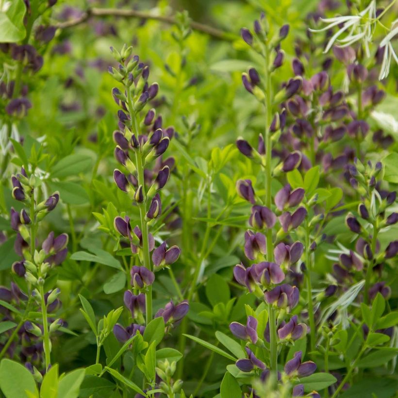 Baptisia australis var. minor Dark Blue (Floração)