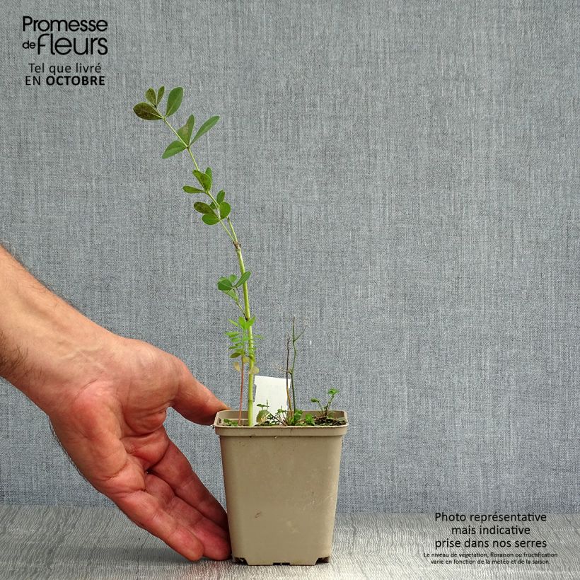 Amostra de Baptisia australis var. minor Dark Blue Vaso de 8/9 cm tal como entregue no outono