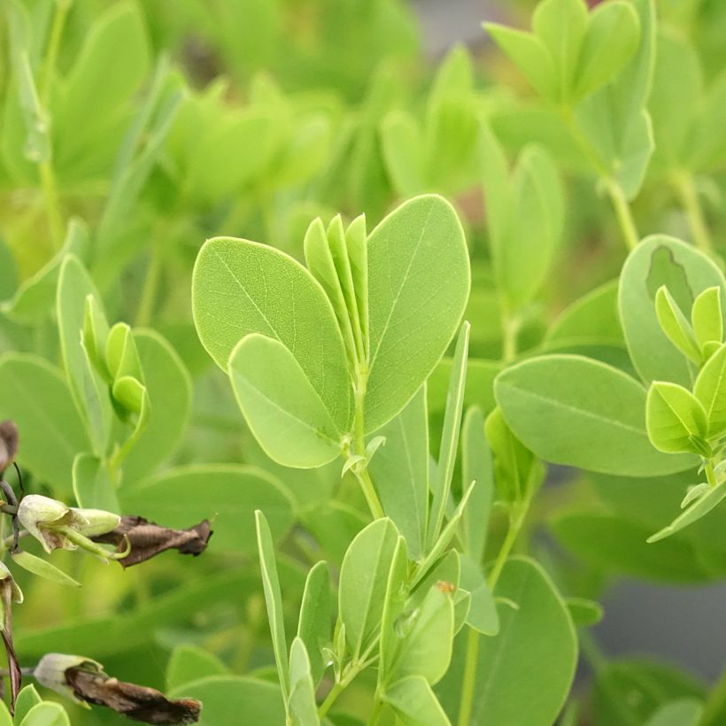Baptisia australis var. minor Dark Blue (Folhagem)