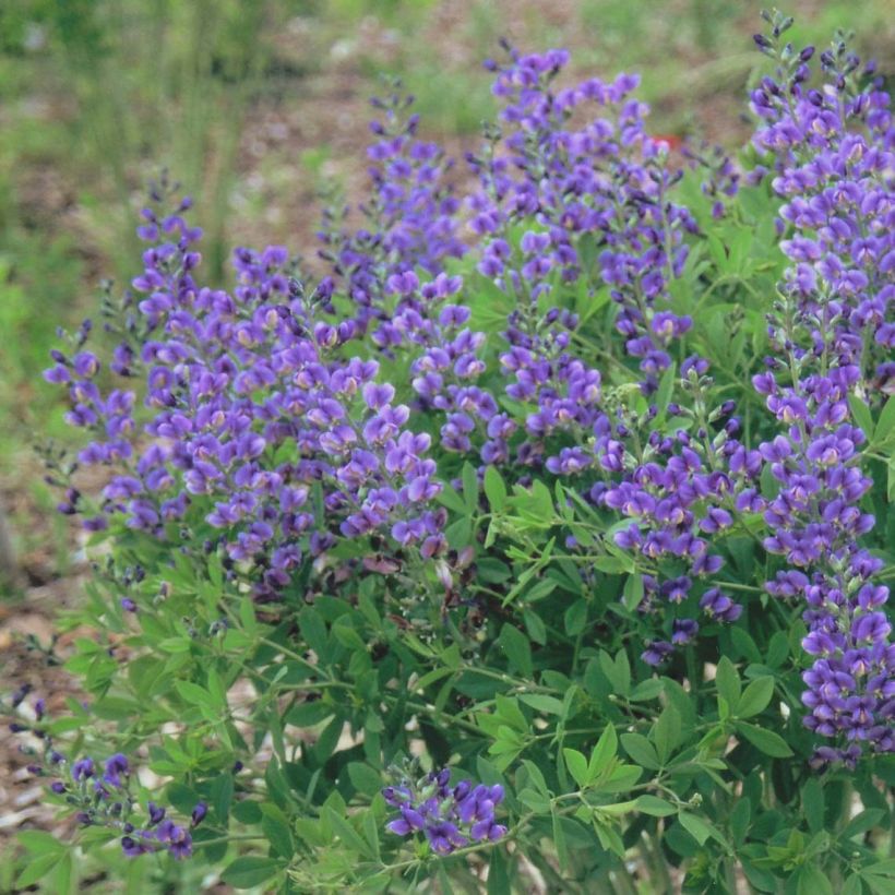 Baptisia Decadence Blueberry Sundae (Floração)