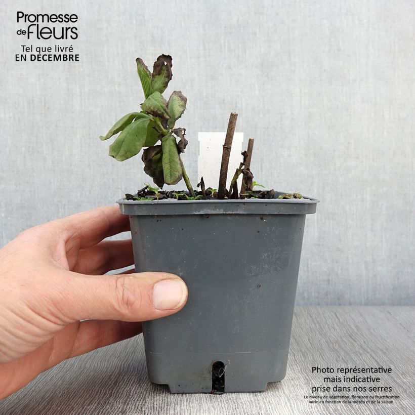 Amostra de Baptisia Decadence Blueberry Sundae Vaso de 1 L/1,5 L tal como entregue no outono