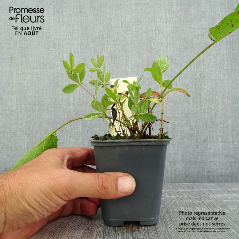 Amostra de Baptisia bracteata Vaso de 8/9 cm tal como entregue no verão