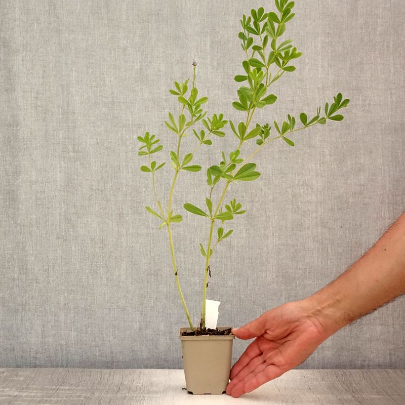 Amostra de Baptisia australis Caspian Blue Vaso de 8/9 cm tal como entregue no verão