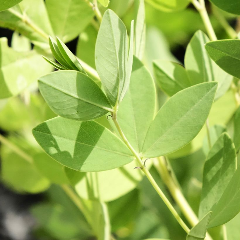 Baptisia Decadence Dark Chocolate (Folhagem)