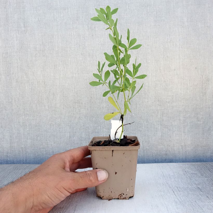Amostra de Baptisia alba - Falso índigo branco Vaso de 8/9 cm tal como entregue no verão