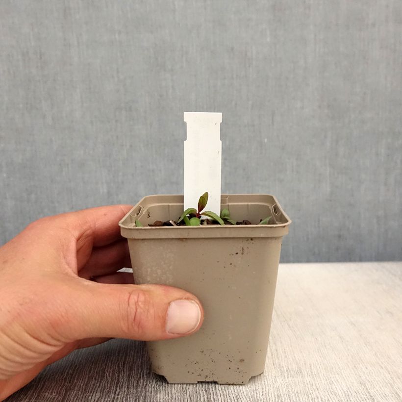 Amostra de Baptisia alba - Falso índigo branco Vaso de 8/9 cm tal como entregue na primavera