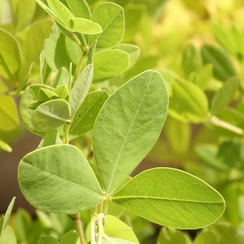 Baptisia alba - Falso índigo branco (Folhagem)