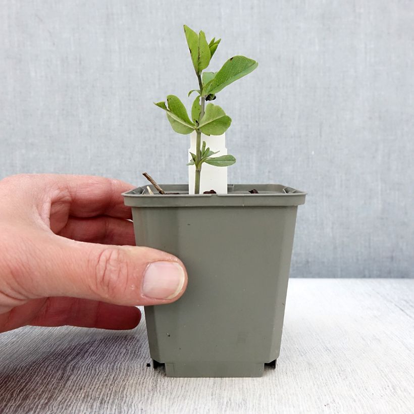 Amostra de Baptisia Sparkling Sapphires - Faux indigo Vaso de 8/9 cm tal como entregue na primavera