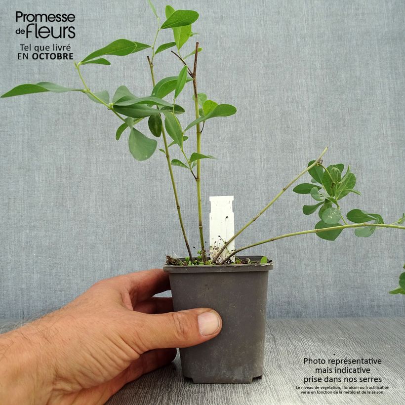 Amostra de Baptisia sphaerocarpa Vaso de 8/9 cm tal como entregue no outono