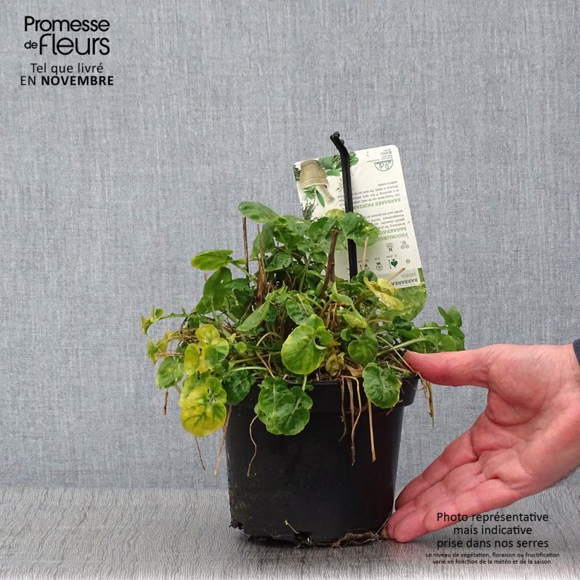 Amostra de Barbarea verna - Cresson de terre ou de jardin, barbarée printanière Pot de 1,5L/2L tal como entregue no outono