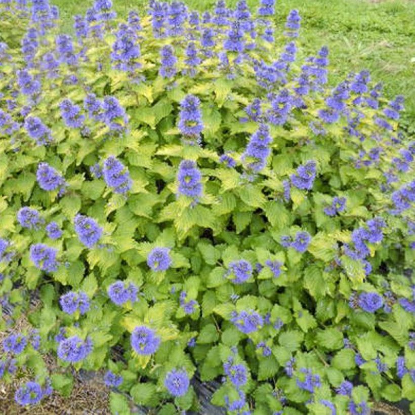 Caryopteris clandonensis Good as Gold (Hábito)