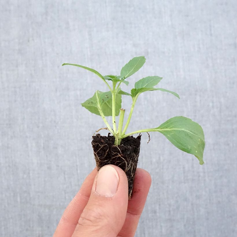 Amostra de Basilic ornemental Magic White Bio - Ocimum basilicum Mini-motte Ø 1,5/2,5 cm tal como entregue na primavera