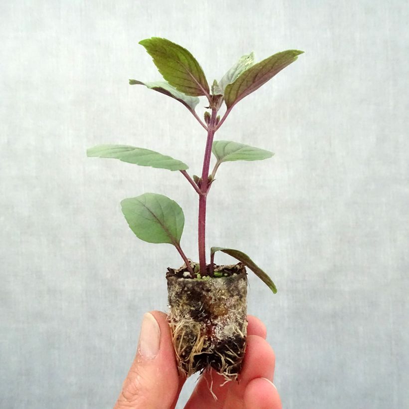 Amostra de Basilic vivace Magic Mountain BIO Mini-motte Ø 3/4 cm tal como entregue na primavera