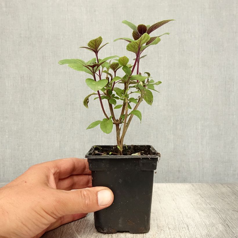 Amostra de Manjericão perene Magic Mountain plantas joivens Vaso de 7/8 cm tal como entregue no verão